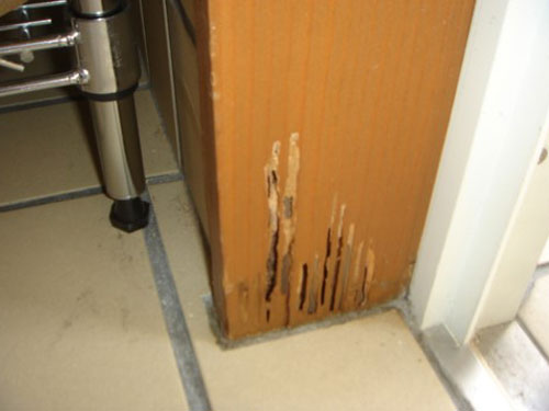 玄関ドア枠 ヤマトシロアリによる被害
