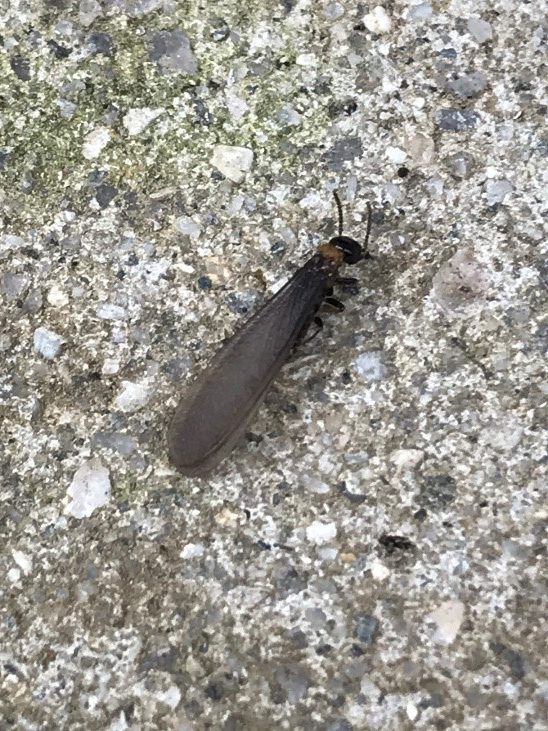 ハネアリ発生 シロアリ駆除隊 山口